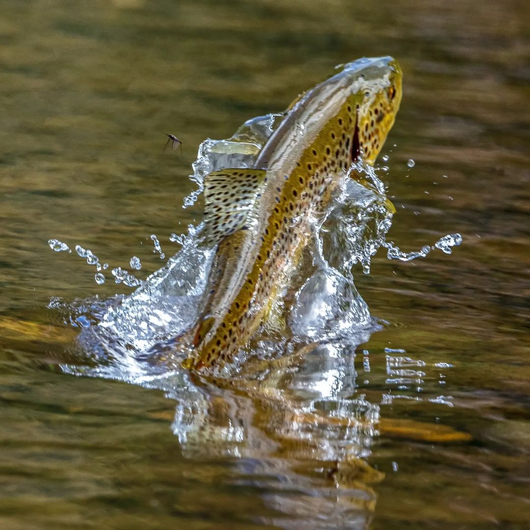 MidCurrent's tweet photo. "Mayfly spinners, whitebait and, "noseeums" all on the menu today. A quiet hour spent watching the stream often rewards" // image by Peter Broomhall @merseyfly
.
.
.
.
#flyfishaustralia #flyfishtasmania #downunder #flyfishdownunder #flyfishing #trout https://t.co/VxYMWgdUuD