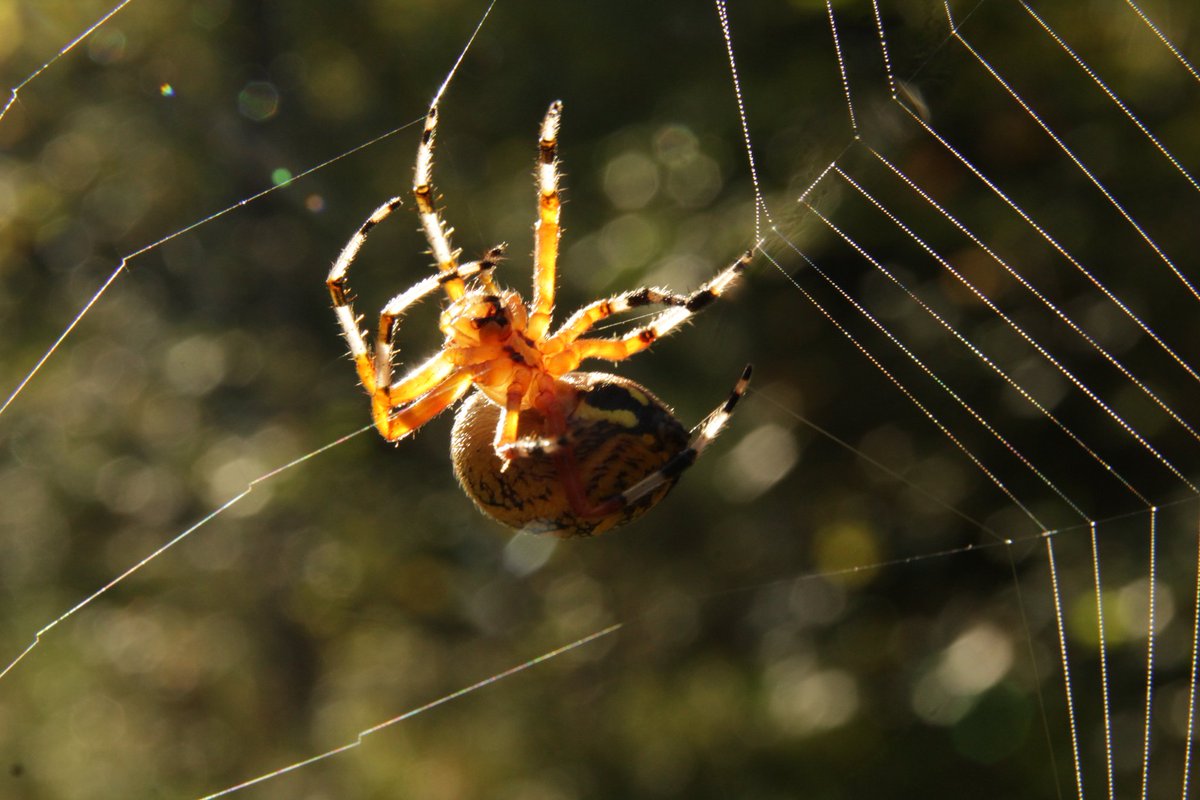spigdan's tweet photo. #nature #NaturePhotography #photography #outdoors #spider https://t.co/mdFBeGQ2d4
