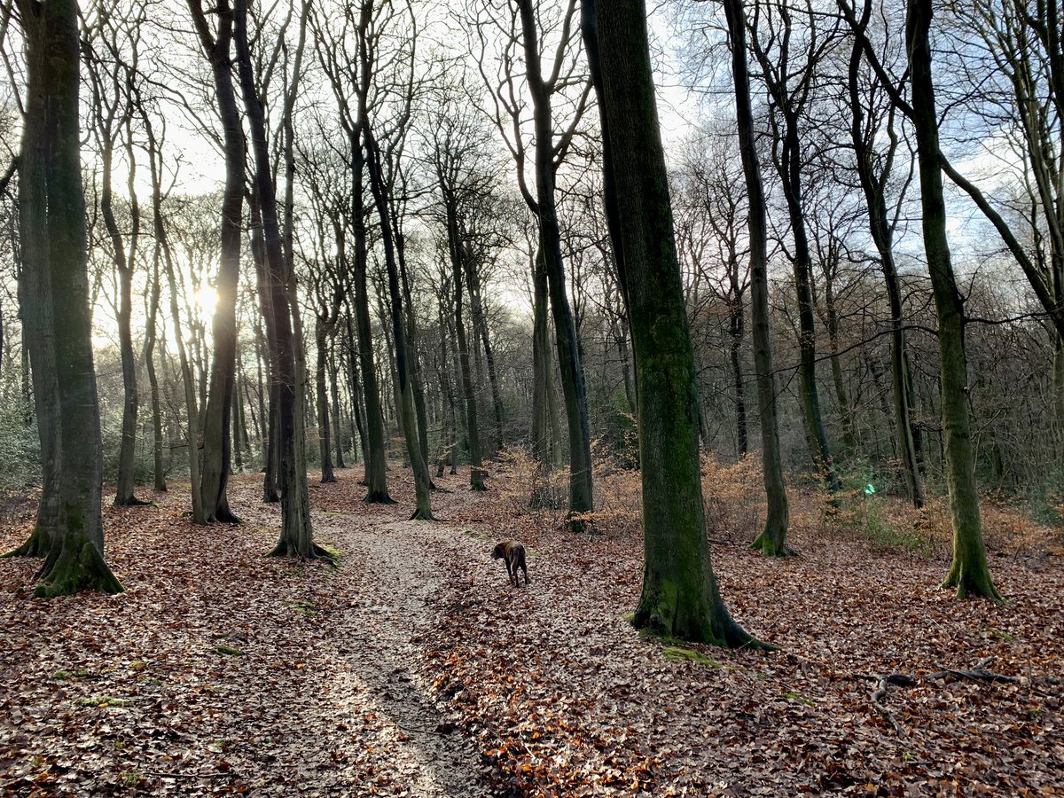 I always find a walk in the woods a great way to still a churning mind, feel grounded and uplifted #chilternwoodlands #Mindfulness