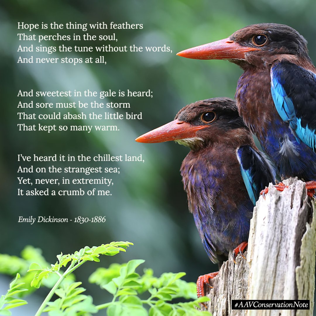 aavonline's tweet photo. Enjoy the December #AAV #Conservation Note blog: #Hope is the Thing with #Feathers. ⁠
https://t.co/k8uvKfYxAV⁠
⁠
#avianvets #avianveterinarians #avianmedicine  #avianhealth #birdhealth #birds #kingfishers https://t.co/PiiLYAkARB