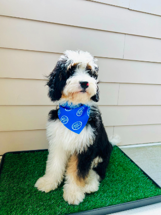 FourPawsBrand's tweet photo. Tired of shoveling out a potty spot in the winter? Try the Wee-Wee Premium Patch Pet Potty for a quick and easy solution! Find yours at @Petco.
#FourPawsProducts #weeweepads #bernedoodle https://t.co/4teSjKWpeL