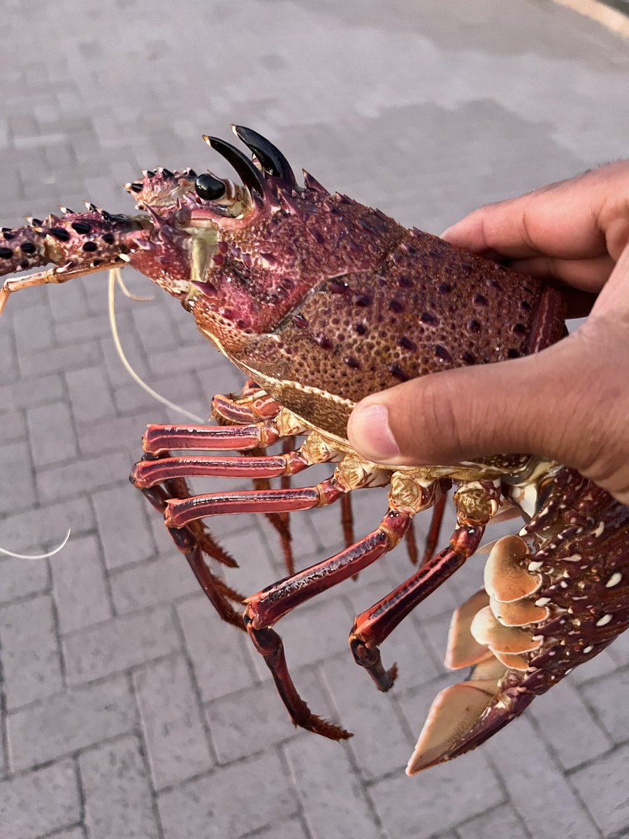 SupremeBeing tweet media