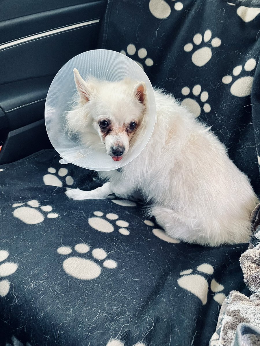 simotajan's tweet photo. Tak operace byla nakonec úspěšná, máme zpět psa relativně v pohodě. Snad bude návrat do běžného života co nejrychlejší…když jsme si jí vyzvedávali, tak se dokonce prošla po ordinaci a na packu našlápla. Opatrně, ale použila jí🙂 https://t.co/dJmXjRbakN