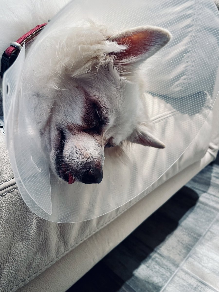 simotajan's tweet photo. Tak operace byla nakonec úspěšná, máme zpět psa relativně v pohodě. Snad bude návrat do běžného života co nejrychlejší…když jsme si jí vyzvedávali, tak se dokonce prošla po ordinaci a na packu našlápla. Opatrně, ale použila jí🙂 https://t.co/dJmXjRbakN