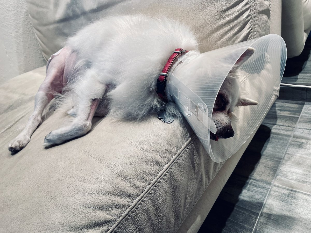 simotajan's tweet photo. Tak operace byla nakonec úspěšná, máme zpět psa relativně v pohodě. Snad bude návrat do běžného života co nejrychlejší…když jsme si jí vyzvedávali, tak se dokonce prošla po ordinaci a na packu našlápla. Opatrně, ale použila jí🙂 https://t.co/dJmXjRbakN