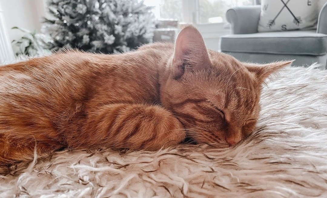 Baby is napping (⁠ ⁠◜⁠‿⁠◝⁠ ⁠)⁠♡