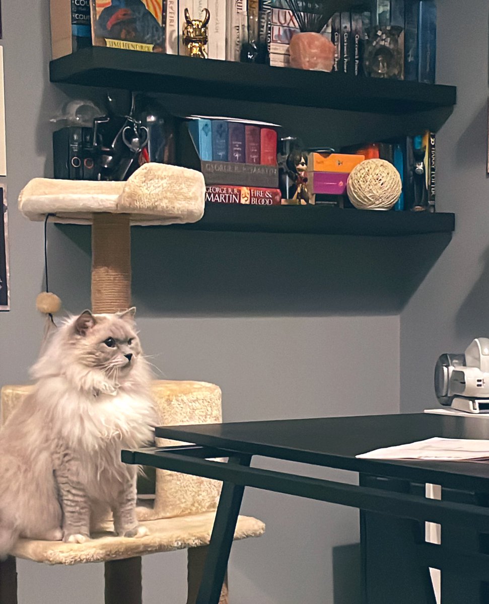 zeejoys_'s tweet photo. Loki the supervisor https://t.co/47VT6fBVSP