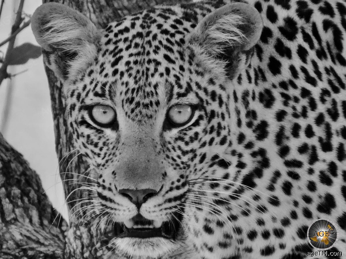 Lokalzeitung's tweet image. Enjoy the Big 5 in Tanzania lions elephants buffalos rhinos and leopards! Thank you @PLATUX_ART for these outstanding wildlife photos. Great article on
agetm.com/en/holiday/Afr… #lions #elephants #buffalos #rhinos #leopards #wildlifephotography