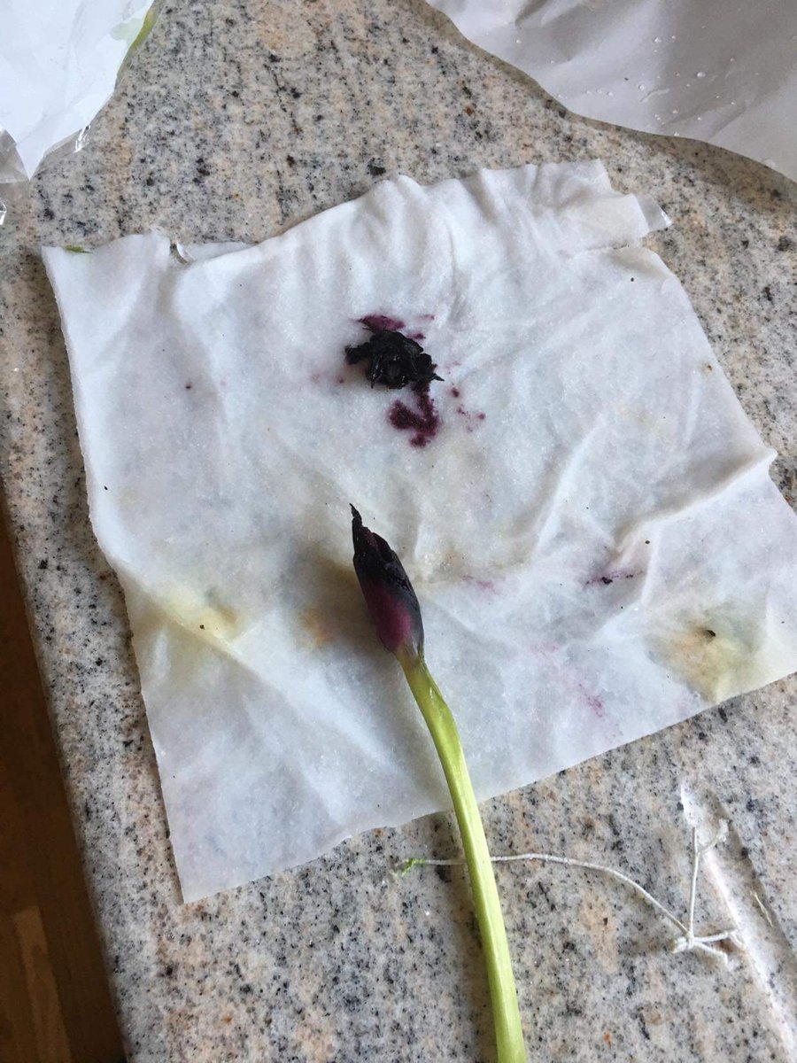 eburt26's tweet photo. @prestigeflowers paid £5.99 for guaranteed delivery before Xmas. Flowers arrived today, 6 days late and look at the state of them! I've already tried emailing you to receive no response! This is awful customer service and a company I won't be using again! Steer clear! https://t.co/sF0WF2O9Lh
