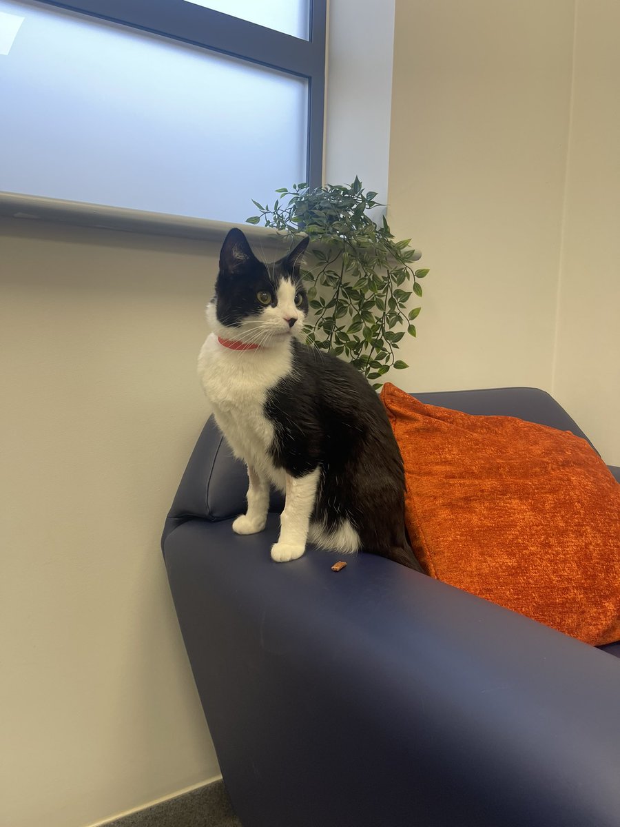 bobbyneil's tweet photo. I haven’t found the strength to tweet this until now, but on the 9th December we lost our darling sweetheart cat, Saffie, to blood clots caused by Cardiomyopathy. She was our world, we tried absolutely everything to save her, and my heart is shattered. I Miss you so much.💔😭🐾🐈‍⬛ https://t.co/INU3i4dewP