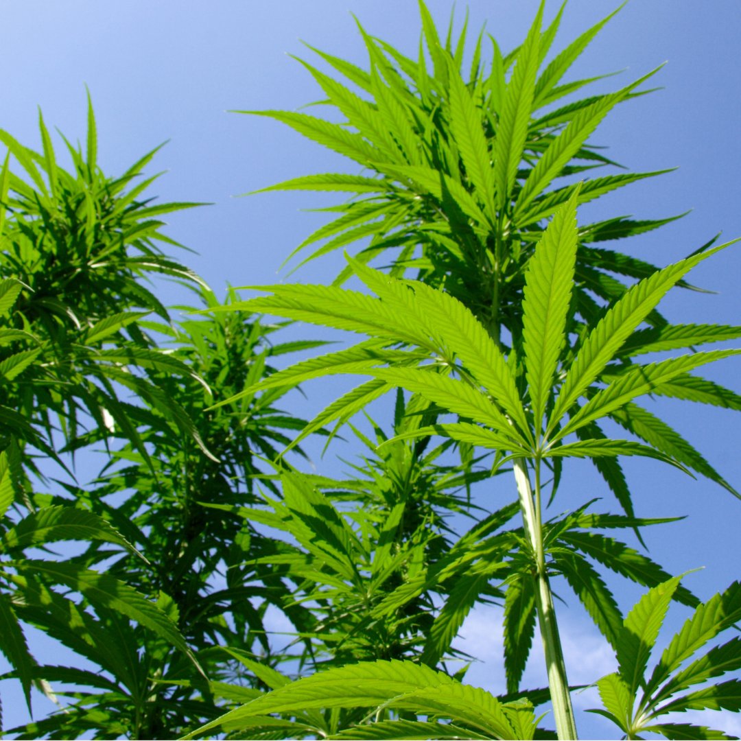 HempCommunity tweet picture