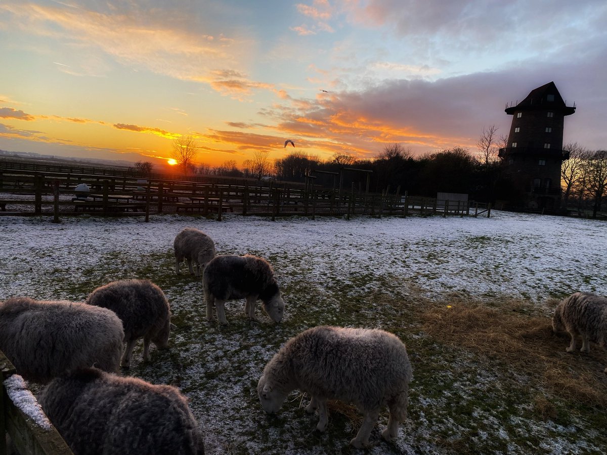 joymarie_h's tweet photo. #windmillfarm #farmlife #farmland #sheepphotography #sheep #lamacute #windmillfarm #windmillphotography #sunsetphotography https://t.co/tQrZDNFHSA