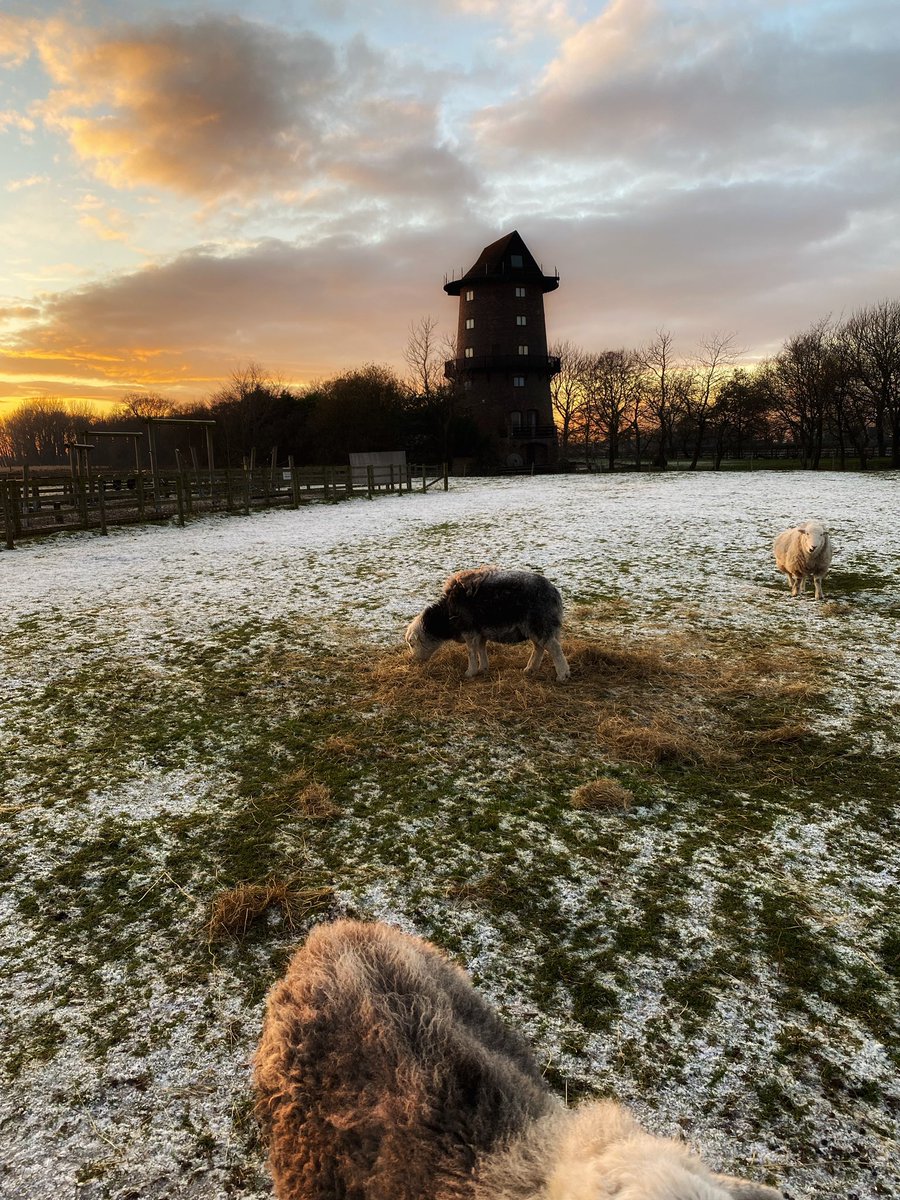 joymarie_h's tweet photo. #windmillfarm #farmlife #farmland #sheepphotography #sheep #lamacute #windmillfarm #windmillphotography #sunsetphotography https://t.co/tQrZDNFHSA