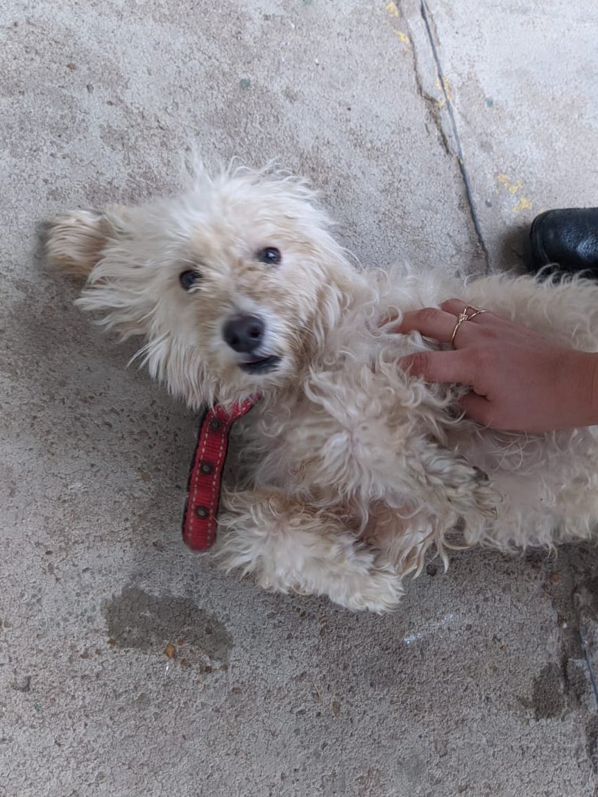 centerkennedy's tweet photo. Esse cachorrinho apareceu na filial CK da Av. Padre Júlio. Não temos informações alguma sobre seu dono (a) mas estamos aguardando qualquer tipo de informação para que ele volte para seu lar. Nos ajude a encontrar o dono do cãozinho ou compartilhe a publicação até chegar nele💚🏠 https://t.co/XTGml3Vz9O