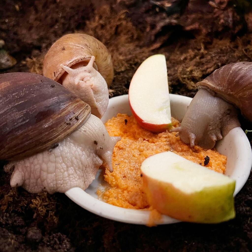 SweetGiantSnails tweet media