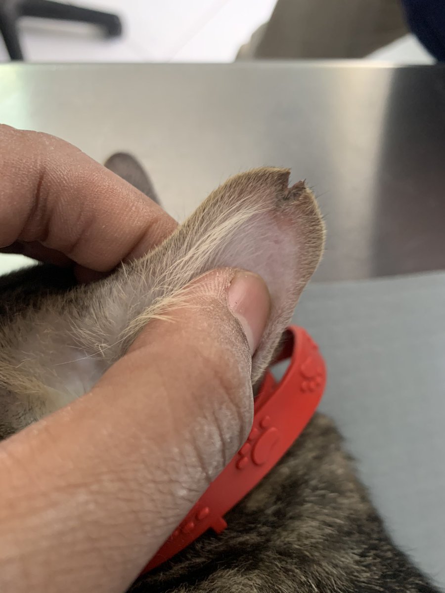 izzurifqi_'s tweet photo. Trap - Neuter - Return
Jangan lupa diberi Ear Tip ya, tanda untuk kucing yg sudah steril dan mncegah terjadinya pengulangan operasi https://t.co/shcom3GQAh