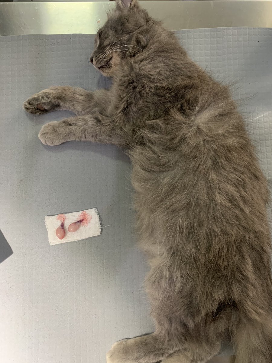izzurifqi_'s tweet photo. Trap - Neuter - Return
Jangan lupa diberi Ear Tip ya, tanda untuk kucing yg sudah steril dan mncegah terjadinya pengulangan operasi https://t.co/shcom3GQAh