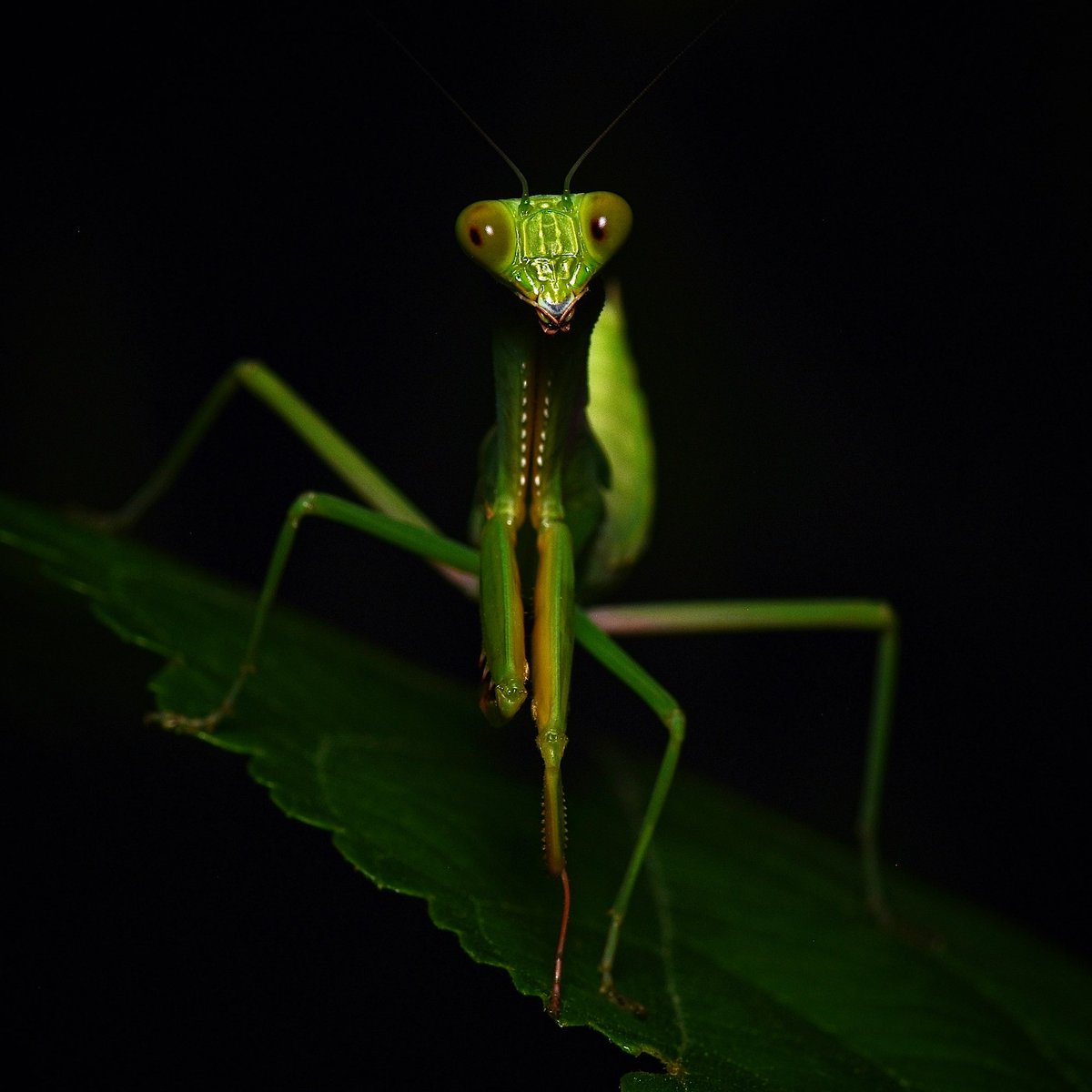 Praying mantis on a nighttime hunt