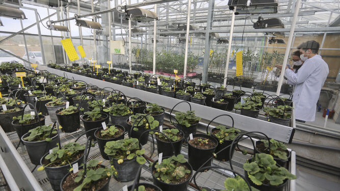 ForoTransfiere's tweet photo. ✅ Termina un gran año para el Instituto de Hortofruticultura Subtropical y Mediterránea La Mayora, @IHSM_CSIC_UMA. La entidad un instituto mixto conformado por el Centro Superior de Investigaciones Científicas @CSIC  y la @InfoUMA. 

https://t.co/nVvmsYKFMQ https://t.co/hzobvA9G5T