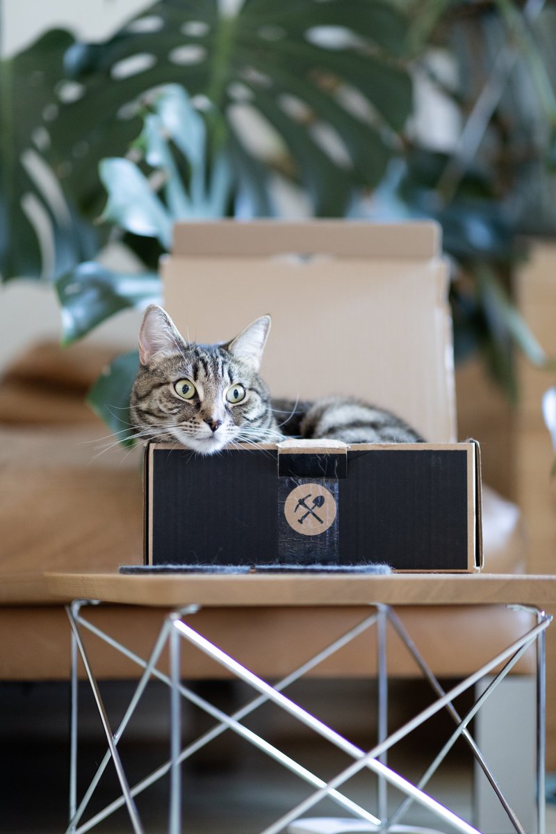 Richard Battye (@richardbattye) on Twitter photo Freya says “Thank you for the perfectly sized box <a href="/CoaltownCoffee/">Coaltown Coffee</a>, the giants said that this is my Christmas present, but I think I saw them take the contents for themselves! It’s a hard life being fluffy”. Freya says “Thank you for the perfectly sized box <a href="/CoaltownCoffee/">Coaltown Coffee</a>, the giants said that this is my Christmas present, but I think I saw them take the contents for themselves! It’s a hard life being fluffy”.