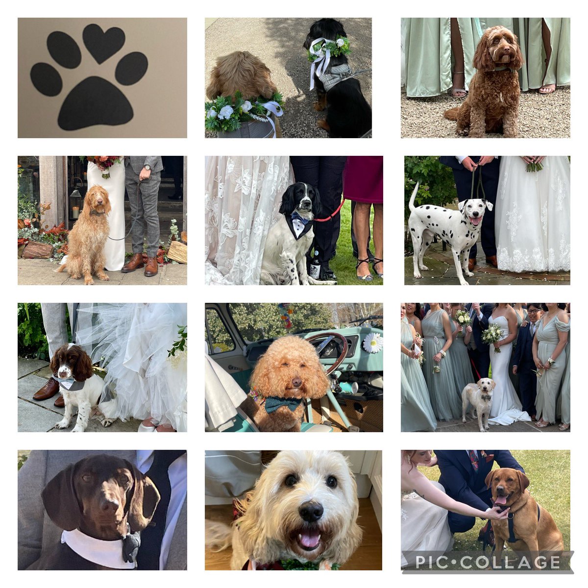 Sone of the dogs of 2022 #dogsatweddings #weddingdaydogchaperone #cotswoldweddings #2023Weddings #2024Weddings