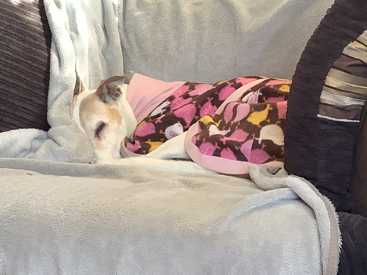 poppy-and-mum-on-twitter-vet-says-that-there-s-nothing-physically
