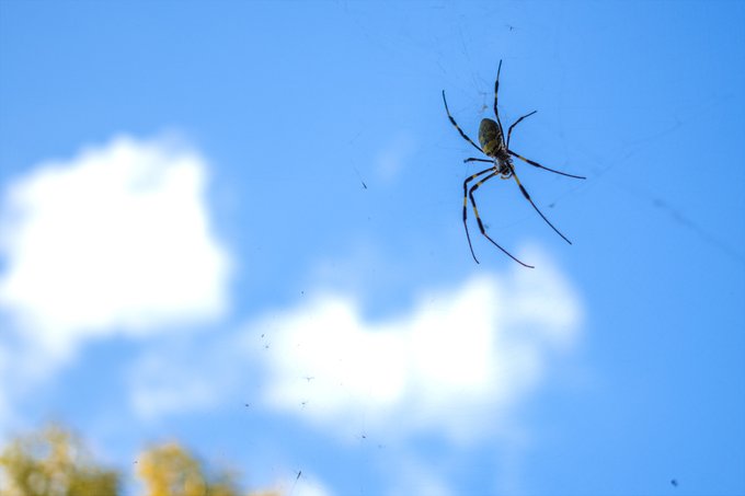 このまま余裕で年を越しそうなジョロウグモ 