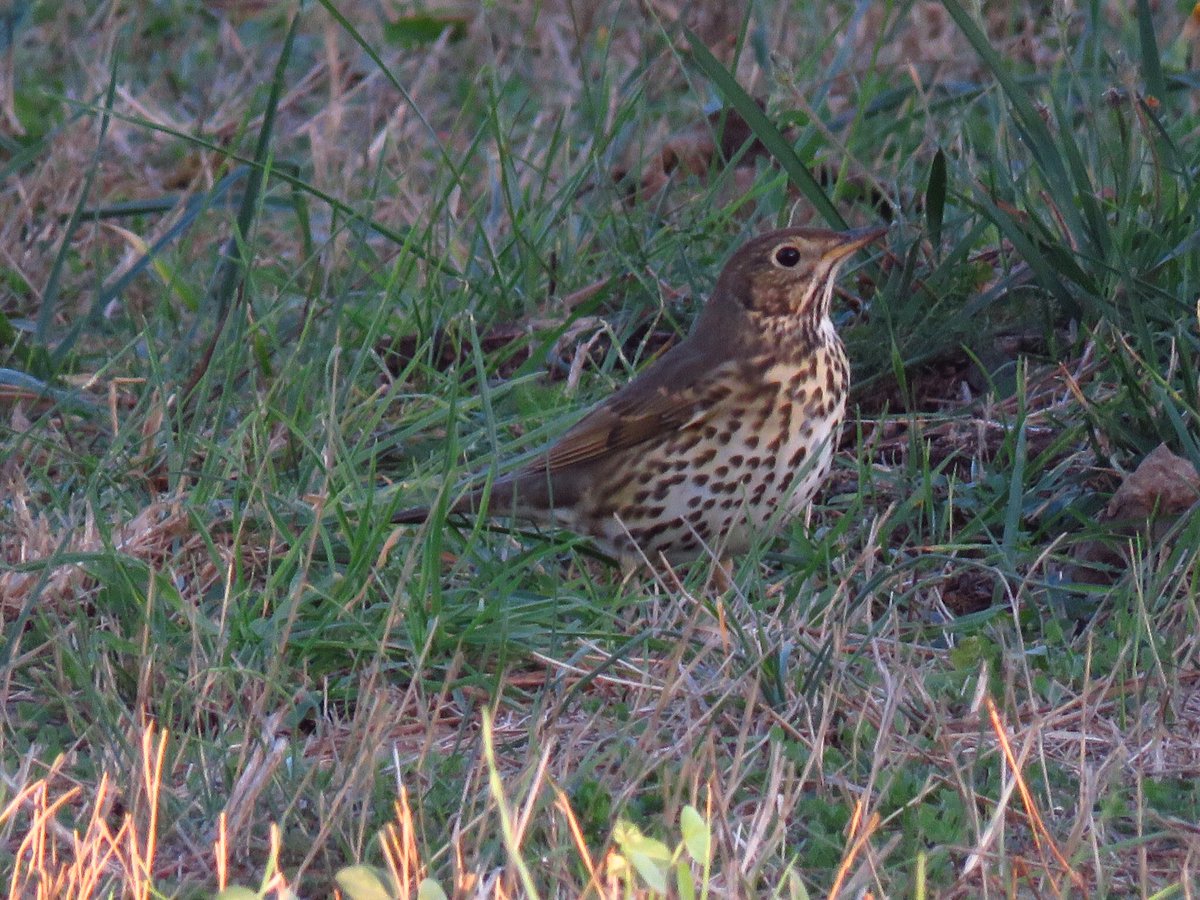 vrundavs's tweet photo. Nowadays, people are so jeezled up. If they took some chamomile tea and spent more time rocking on the porch listening to the song of the thrush, they might enjoy life more.
Tasha Tudor 🎶 

#littlejoysmatter #songbirds #France #coustaussa
#IndiAves #vrupix https://t.co/V7Kv6txlXx