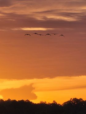HighCoSheriff's tweet photo. Good Morning, Highlands County!
“It is never too late to be what you might have been.” – George Eliot
Photo by Hannah Johnson
#GoodMorningHighlandsCounty #highlandscountyfl #whywelivehere https://t.co/vWgitVr2kx