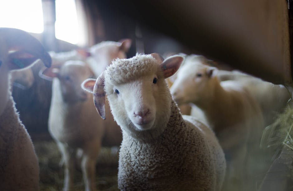 AgriRS's tweet photo. NEW JOB AVAILABLE - Mixed Farm Manager (Small Holding) – Buckinghamshire #FarmJobs #FarmingJobs #FarmManagerJobs
https://t.co/VJxwzShGXI https://t.co/r5PpHDKlOo
