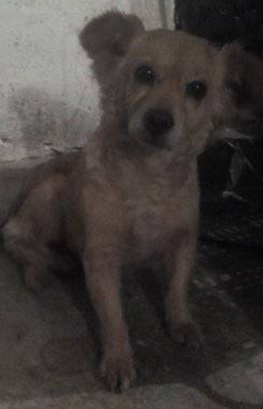 InforTvenezuela's tweet photo. Tambien es sucesos.
Un vehículo se detuvo en una calle en Guarenas y abandonó a una perrita,noble,mansa y muy cariñosa,algo tímida y triste por haber "Confiado" en sus "Dueños".
No me tocara otra "por ahora" de darle amor,cobijo y protección.
La llamare "Madonna" xD https://t.co/rDVNQTTqWP