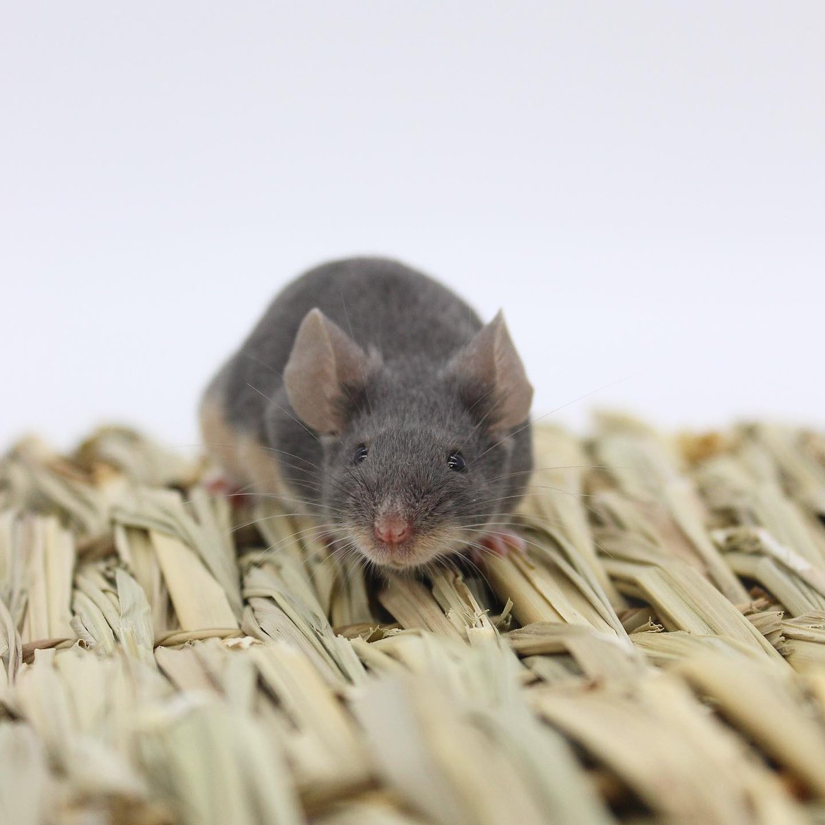 Emi_ology's tweet photo. Available for adoption from our rescue in South Lincolnshire, Holly, Merry &amp; Snow. These 6 month old female mice are so lovely and a joy to hold. Please share to help them find a home! https://t.co/IYWyTCjcla https://t.co/JKQK45NnBy