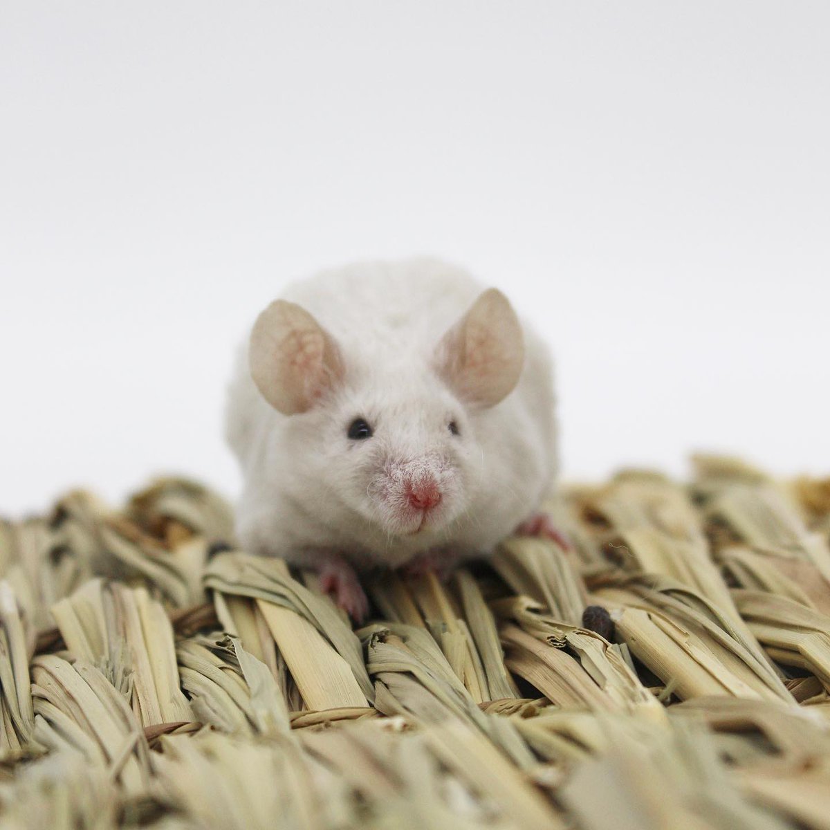 Available for adoption from our rescue in South Lincolnshire, Holly, Merry &amp; Snow. These 6 month old female mice are so lovely and a joy to hold. Please share to help them find a home! critterhaven.co.uk/animals-for-ad…