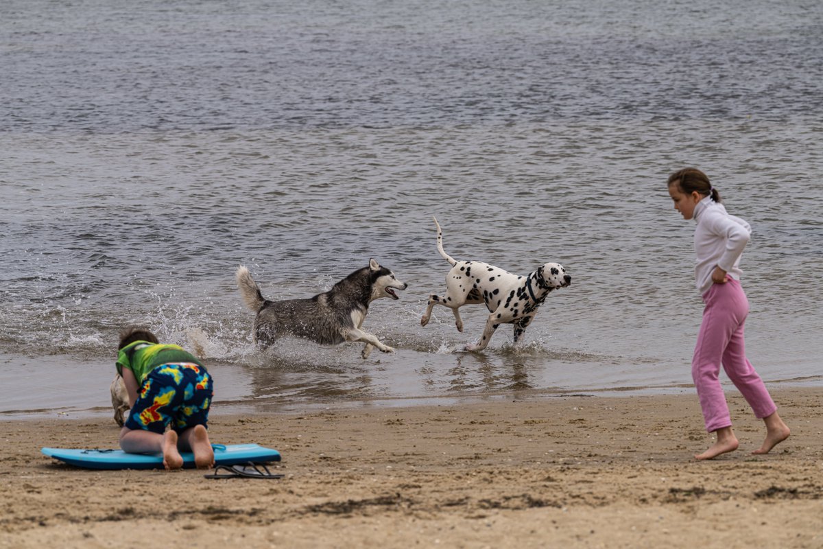 ShoFrex's tweet photo. Children playing on the beach with dogs
#SandringhamHarbour #DogOffLeashBeach #Sandringham https://t.co/fv8zvccleL