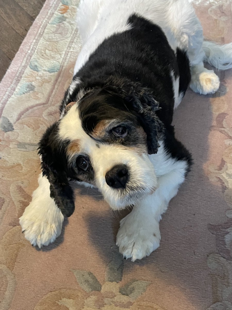 R I P google girl we will miss you 13 years together