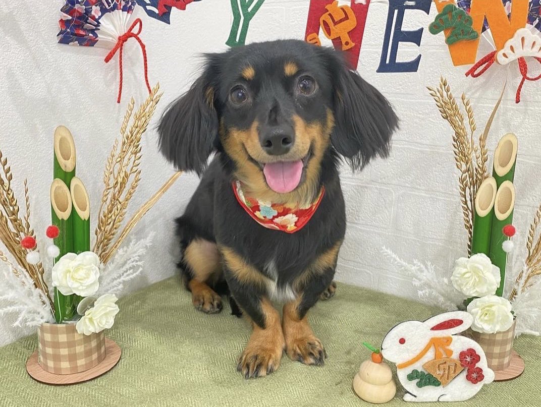 noarua_'s tweet photo. 今年最後のシャンプーをしてもらいました！
フワフワでいい匂いで犬吸いをやめられません🤣
ストレスになっちゃうな😝
ほどほどにしまーす😚
#チワックス #犬吸いやめられない🤣 https://t.co/9fKQyKX5mf