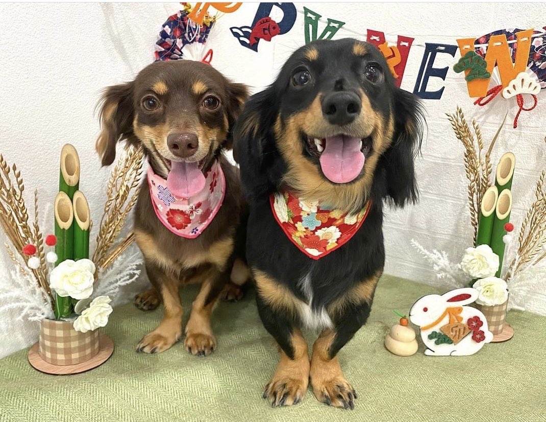 noarua_'s tweet photo. 今年最後のシャンプーをしてもらいました！
フワフワでいい匂いで犬吸いをやめられません🤣
ストレスになっちゃうな😝
ほどほどにしまーす😚
#チワックス #犬吸いやめられない🤣 https://t.co/9fKQyKX5mf