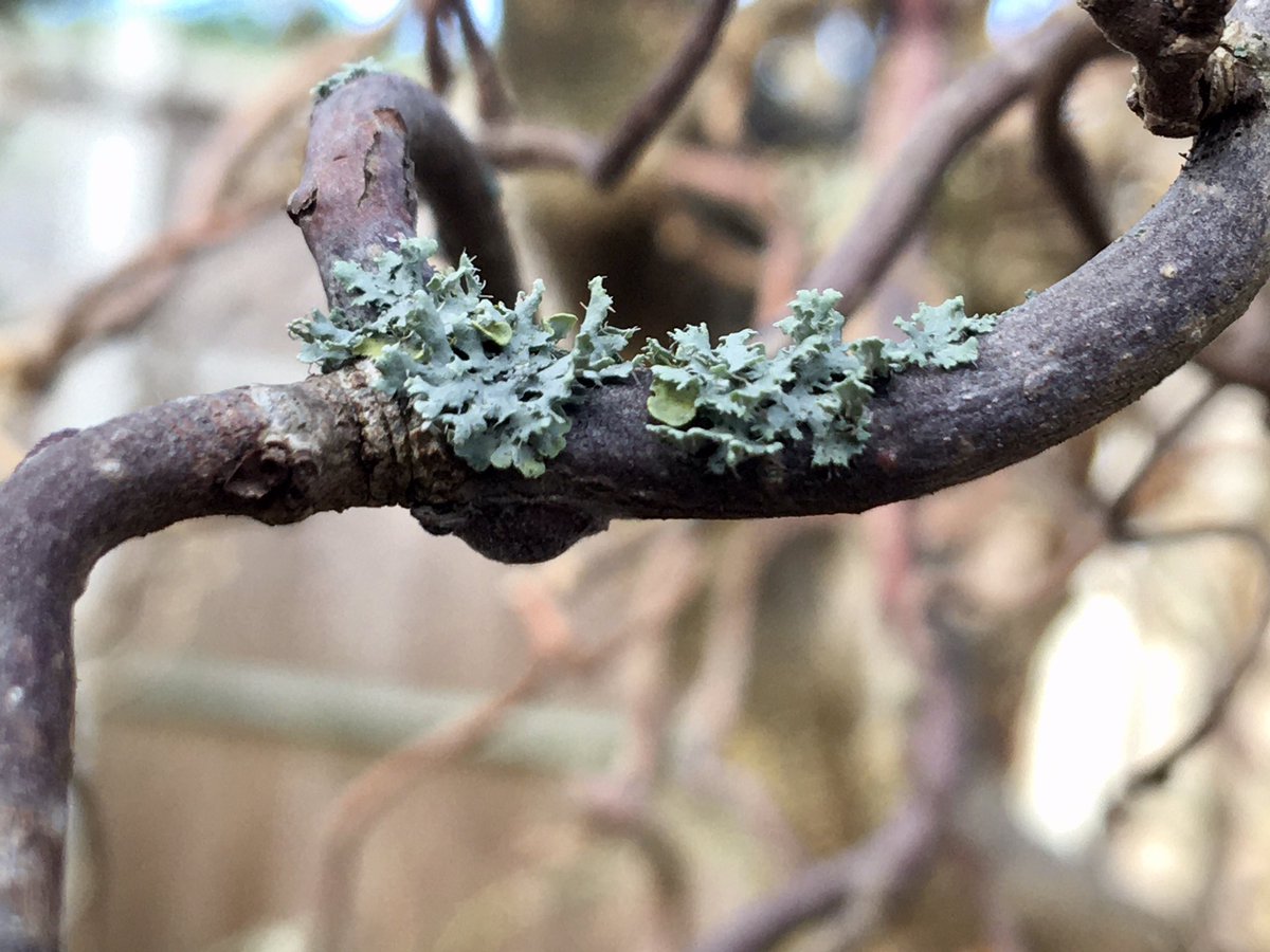 Old man’s beard found on our walk and fungi, sprouting Daffs & lichen found in our garden for Day 5 of #12DaysWild