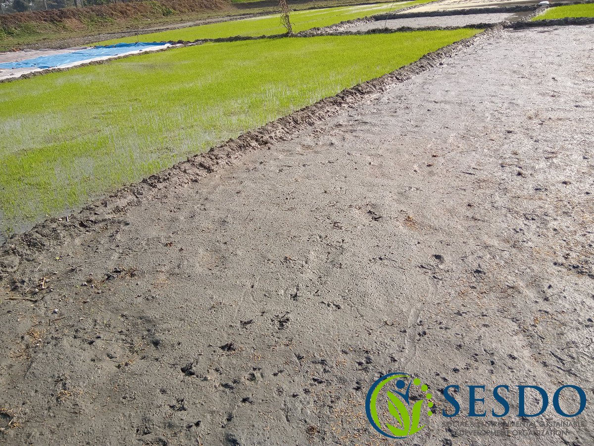 SESDOBD's tweet photo. Since 2017, SESDO has been providing assistance to small scale farmers in rice seed distribution and rice seedling production using proper methods.

#riceseed #seedlings #seedlingproduction #foodsecurity #zerohunger #agriculture #farmers #smallscalefarmers https://t.co/H2jXpypwBN