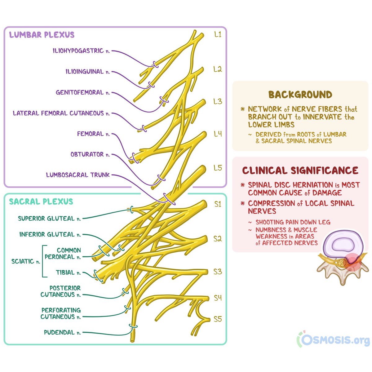 Lumbosacral Plexus!!!

#MedTwitter #neurotwitter #EndNeurophobia #tweetorials

1/