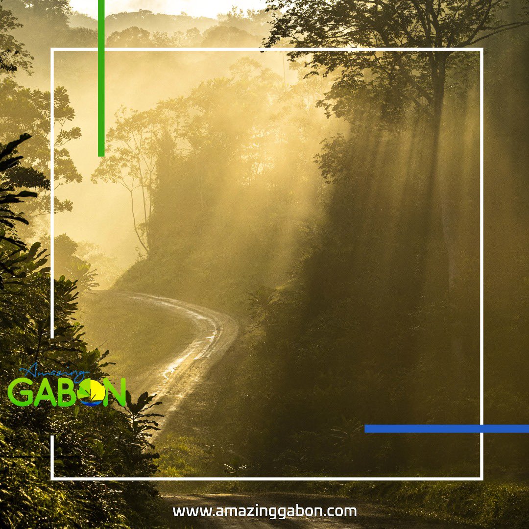 Concours National de Photographie AmazingGabon 1ere édition, photo envoyer par Thierry Ricordeau Merci d’avoir participé #gabon #amazinggabon #lovegabon #concoursphotoag #wildlife  #wildlifephotography