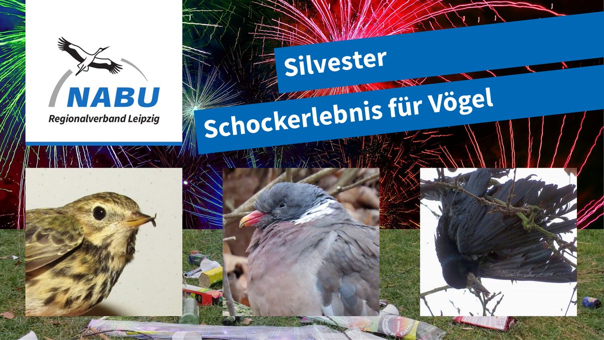 #Silvester ohne Müll und Lärm
#NABU #Leipzig bittet darum, auf #Feuerwerk zu verzichten
NABU-Leipzig.de/Silvesterfeuer… |