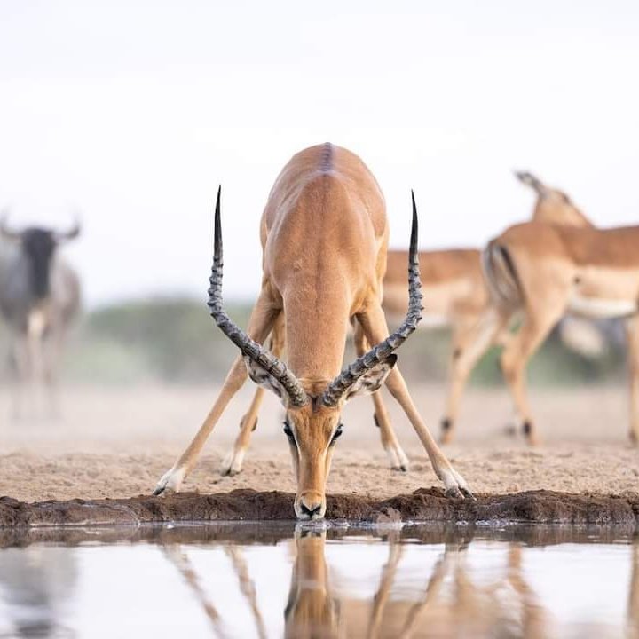 Come and tour Africa. We are White Head Adventure Africa