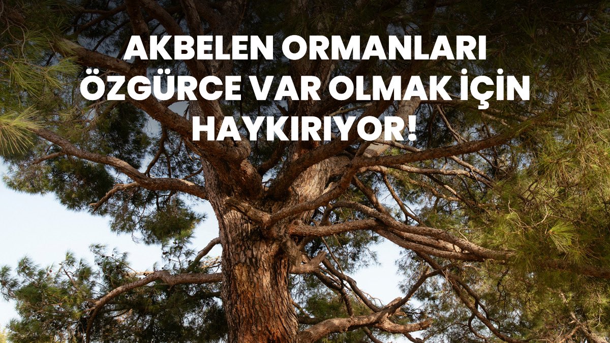 DogaDernegi's tweet photo. Akbelen Ormanı Desteğini Bekliyor!

Muğla Akbelen Ormanı ve etrafındaki 38 bin zeytin ağacının kömür madeni kapasite artışı için kesilmesi planlanıyor. 

İkizköylüler, ormanlarını korumak için çadırlarda nöbetlerine devam ediyor ve herkesi desteğe çağırıyor.⬇️ 

@ikizkoydireniyo https://t.co/Wc9aW8Wpy0