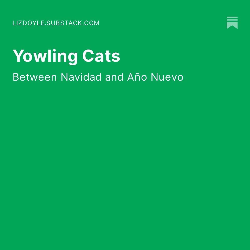 lizleindoyle's tweet photo. ‘Yowling Cats’ new poem on Medium and Substack. Free subscription. https://t.co/FTkqeFwn9v