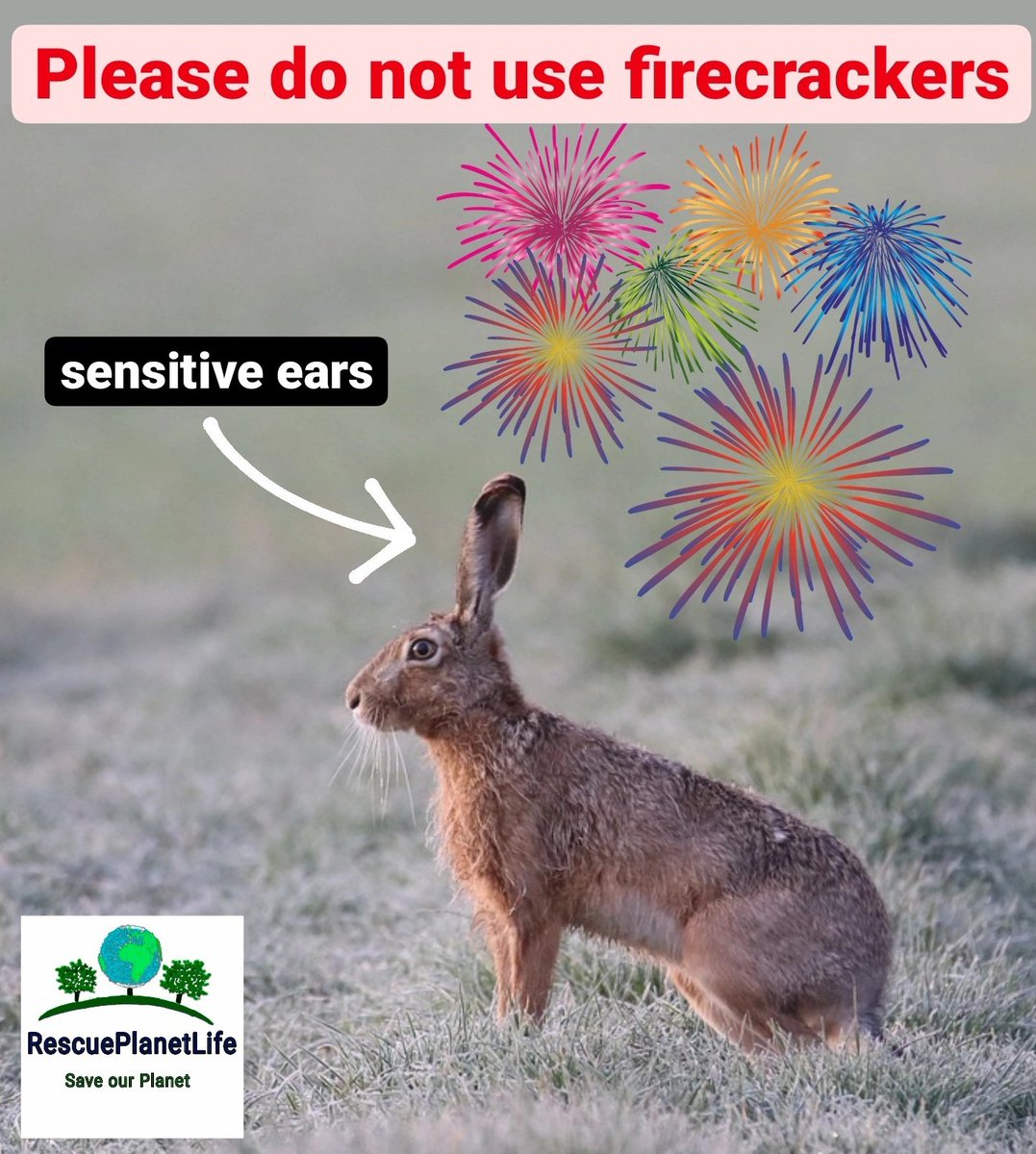 rescue_planet's tweet photo. Please do not use firecrackers. The environment and all animals will thank you.

Better invest your money in healthier food, animal sanctuaries or start donations for projects.

It's YOUR DECISION! 

#nofireworks #böllerfrei #feuerwerk https://t.co/b1g4yY7FMR