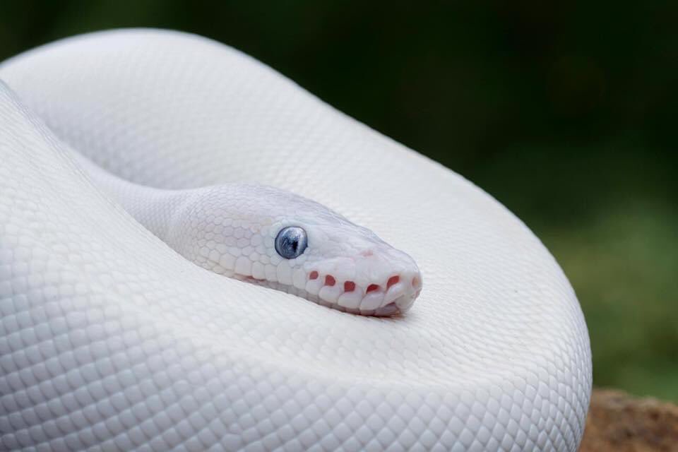 nauka_natura's tweet image. To jest leucystyczny #pyton, nie albinotyczny #LeucisticBallPython. Ludzie często mylą leucystyczne zwierzęta z albinotycznymi.
#Leucyzm to niedobór ciemniejszego pigmentu w skórze, włosach i w piórach. W przeciwieństwie do albinizmu leucyzm spowodowany jest niedoborem nie 👇🏻
