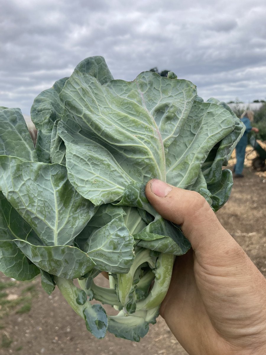 JOB ALERT! We’re looking for a Seasonal Grower to join our team for six months from April 2023 to help us grow over 20 tonnes of organic veg. It’s a great opportunity to develop your growing skills in a commercial setting. Apply online capel.ac.uk/vacancies. Deadline 16th Jan
