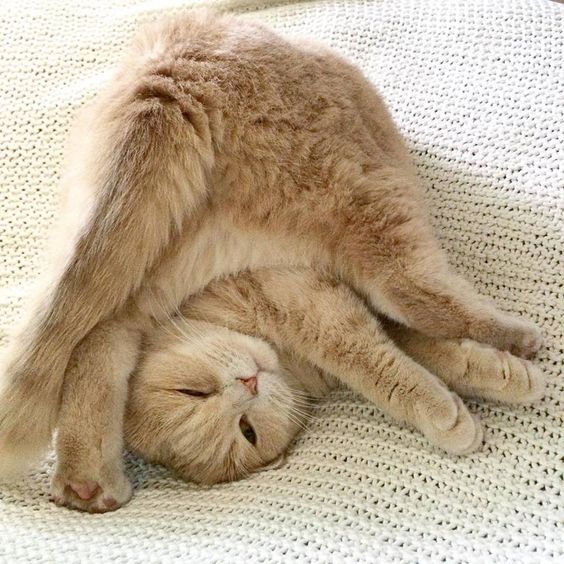 RelaxMyCat's tweet photo. Well... this is a new style https://t.co/rPfzDWkyIL