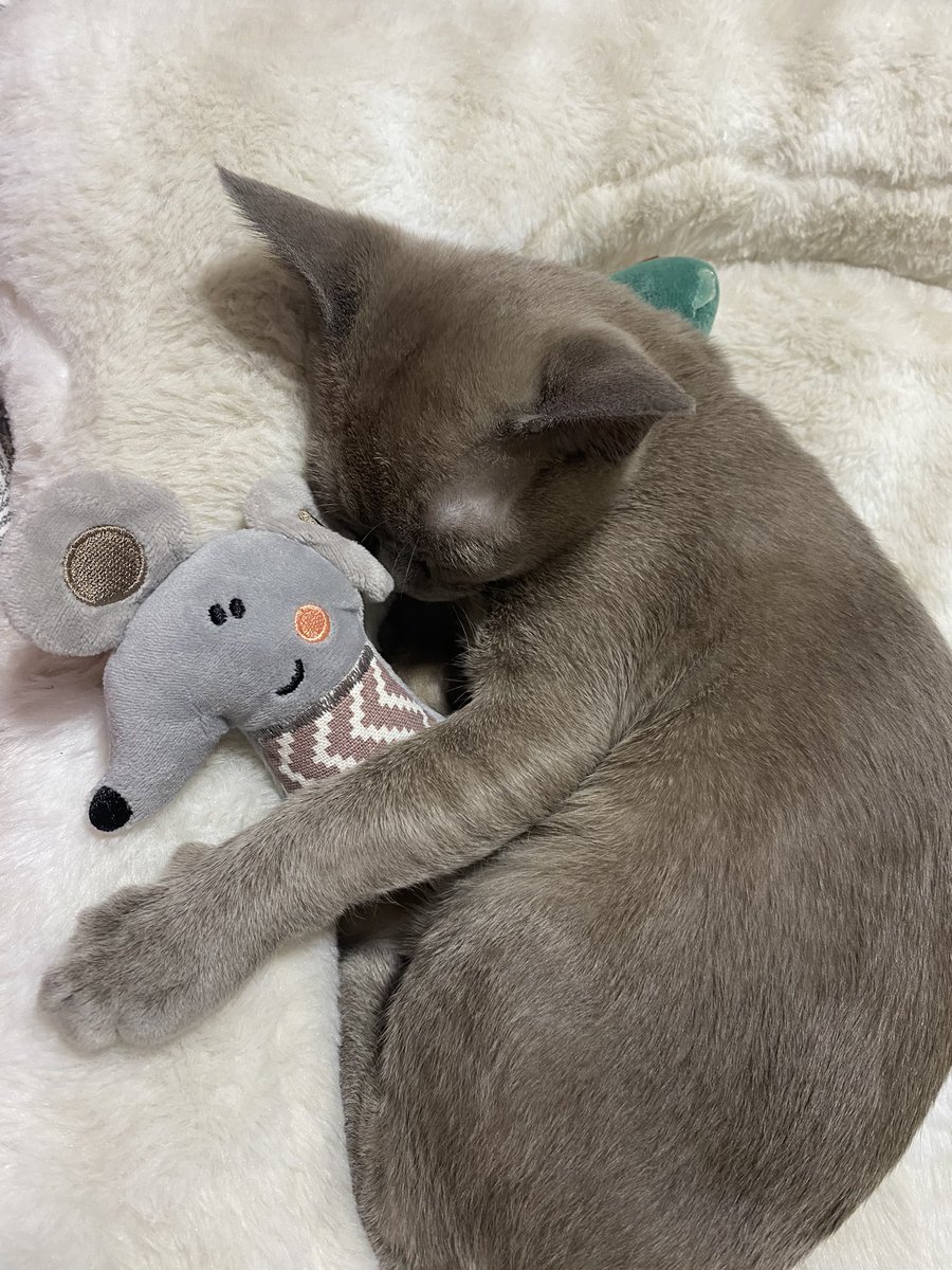 V_Bones's tweet photo. @literallymecats https://t.co/2OJTwIkUxI